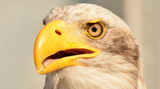 Weißkopf-Seeadler (18).jpg